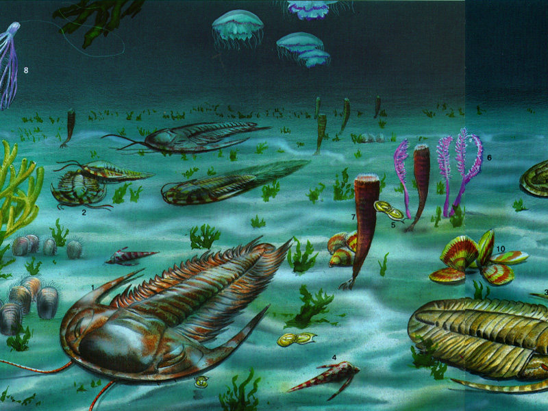 2.2. Plywood. Animal world of the Cambrian period. Cambrian explosion